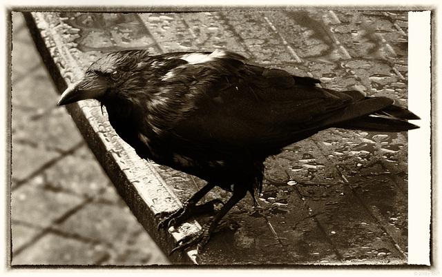 my ravencrow