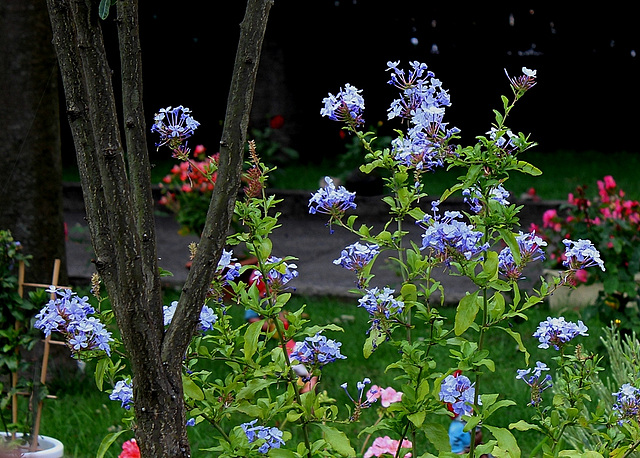 Plumbago capensis 2