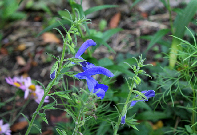 Salvia patens ' Blue Angel'