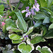 Hosta en fleur