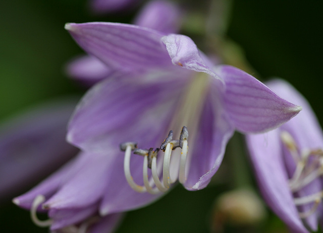 Hosta -Fleur d'Hosta