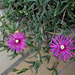 Delosperma cooperi