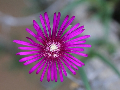 Delosperma cooperi (2)