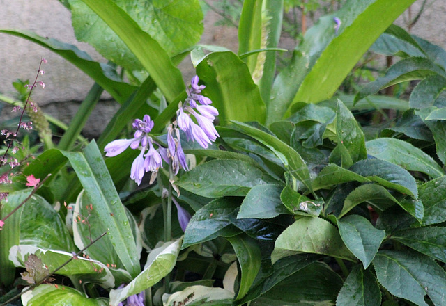 Hosta- Fleurs d'Hosta