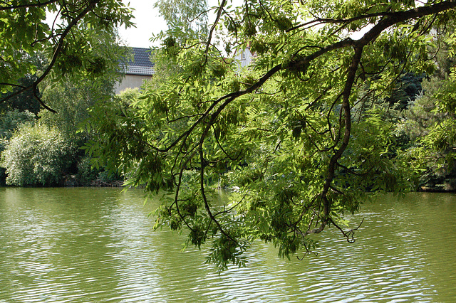 lago, branĉo, bordo de lago