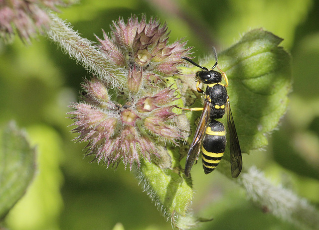 Eumenidae