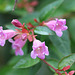 Abelia " Edward Goucher"