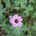 Geranium cinereum