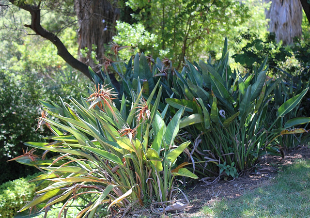 Strelitzia