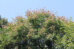 Koelreuteria paniculata- savonnier