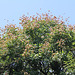 Koelreuteria paniculata- savonnier
