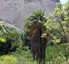 Washingtonia