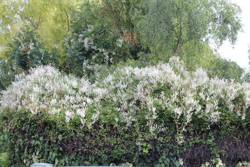 Fallopia baldschuanica (2)