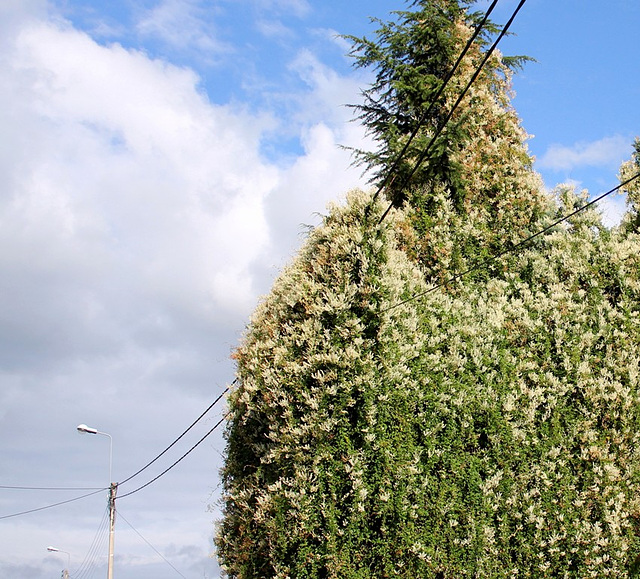 Fallopia baldschuanica (8) drapant des cables