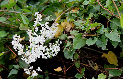 Fallopia baldschuanica (7)