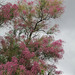 Temps d'orage sur Tamaris