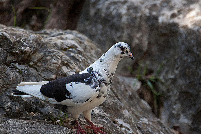 20110606 5126RAw [F] Strassentaube (Columba livia forma domestica), Pont du Gard, Camargue