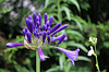 Agapanthus africanus