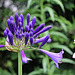 Agapanthus africanus