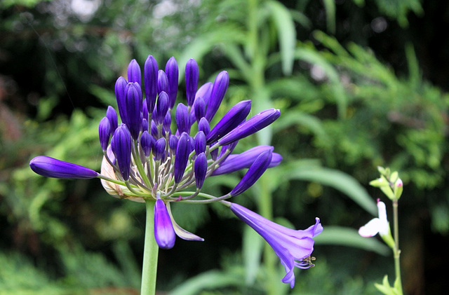 Agapanthus africanus