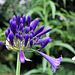 Agapanthus africanus