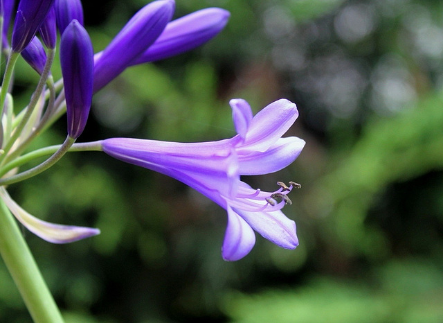 Agapanthus africanus