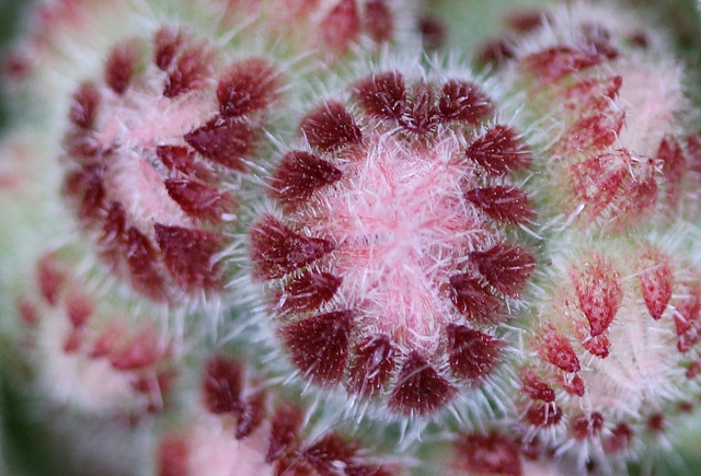 Boutons de Sempervirum(joubarbe)