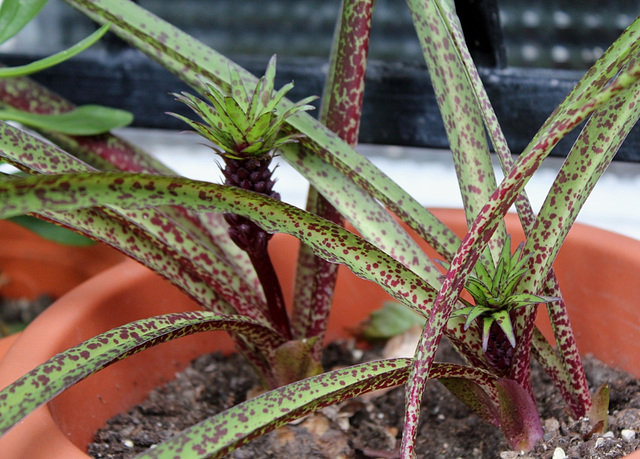 Eucomis vandermerwei Octopus