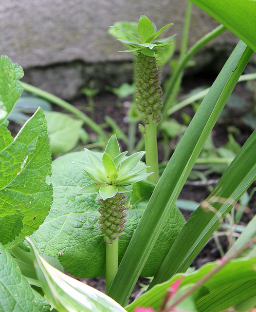 Eucomis