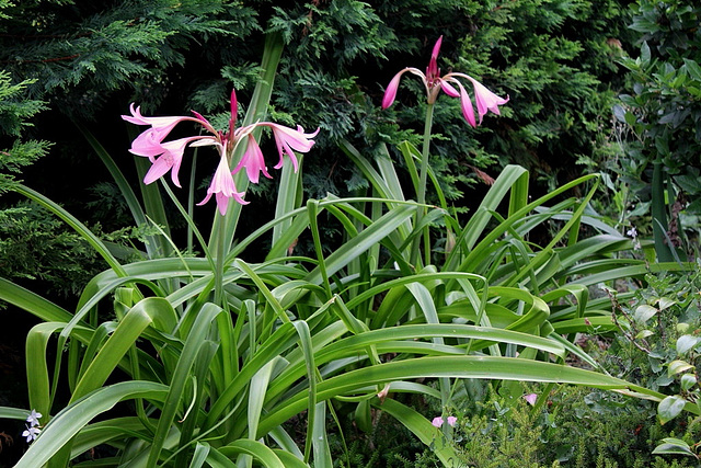 Crinum x powellii