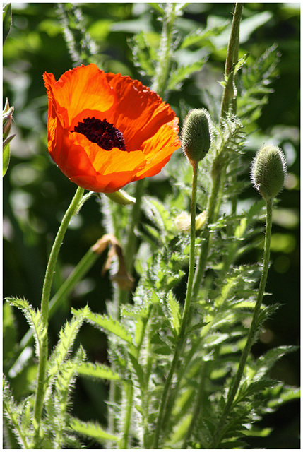 Mohnblume im Licht