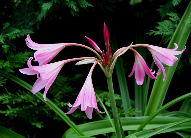 Crinum powellii 6