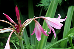 Crinum powellii 5