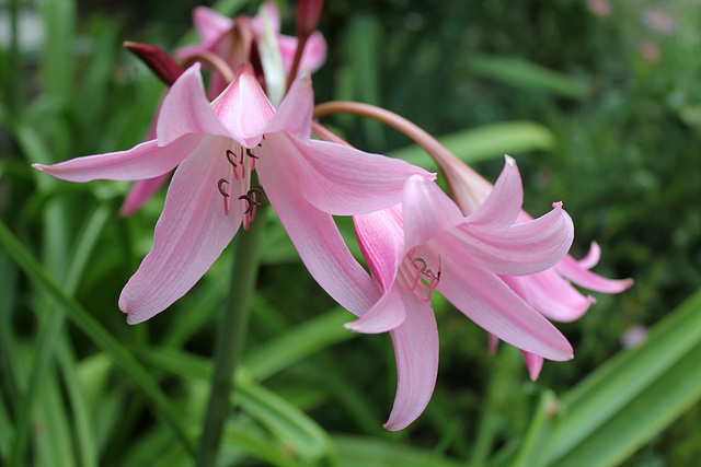 Crinum powellii 7