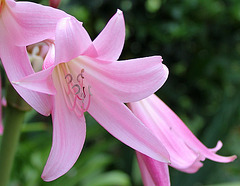 Crinum powellii 8