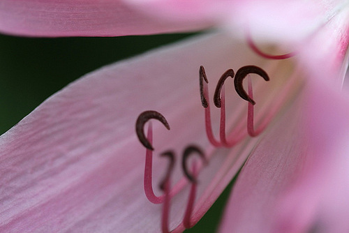 Crinum powellii 10