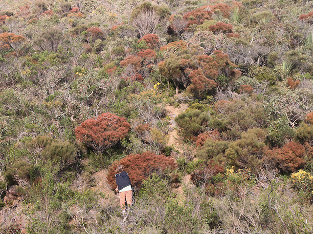 Through the Oakbush