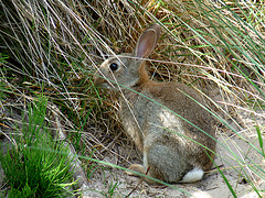 Denizen of the Bamburgh Dunes