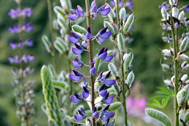 Lupinen im Vergaldatal - Gargellen/Montafon