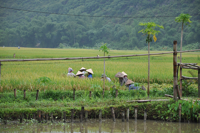 VALLEE DE MAI CHAU VIETNAM