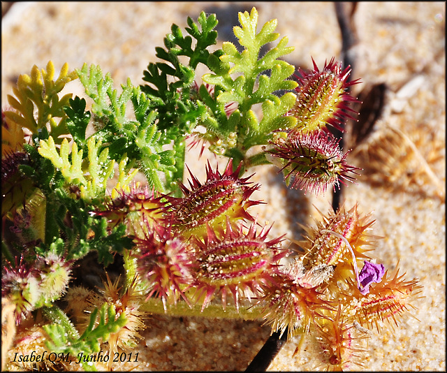 Pseudorlaya minuscula
