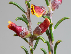 Dillwynia uncinata, buds