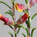 Dillwynia uncinata, buds
