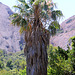 Washingtonia robusta