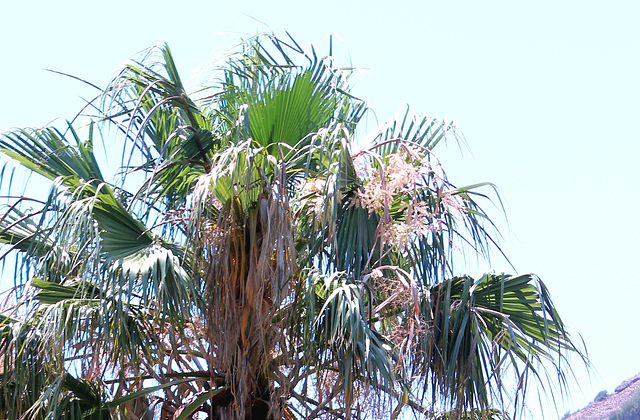 Washingtonia robusta