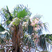 Washingtonia robusta