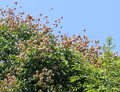 Koelreuteria paniculata- savonnier