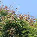 Koelreuteria paniculata- savonnier