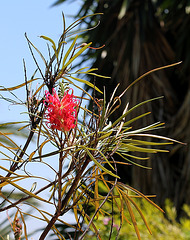 Grévillée- Grevillea banksii