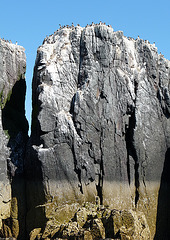 Sea Stack with Guillemots